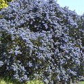 Ceanothus x 'Concha'